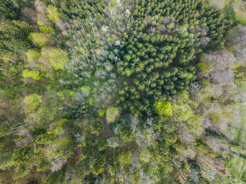 Directly above trees growing in forest