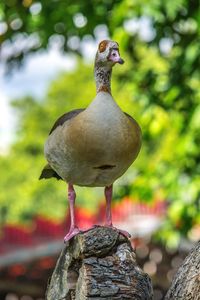 Close-up of bird perching on tree