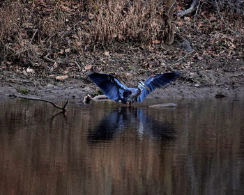 Birds in water