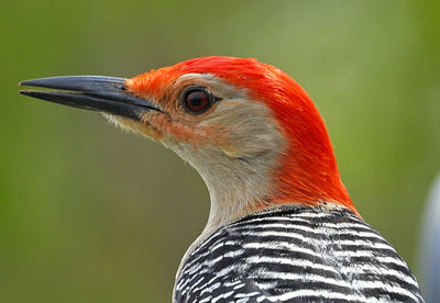 Close-up of a bird looking away