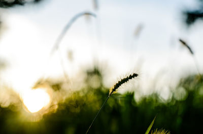 Close-up of fresh grass