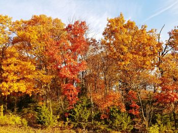 Low angle view of autumn tree in forest