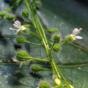 Close-up of plant