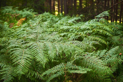 Dense thickets of fern in a pine forest, restoration of health and psyche in nature idea for screen