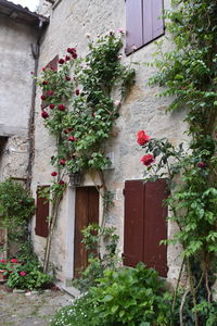 Ivy growing on house