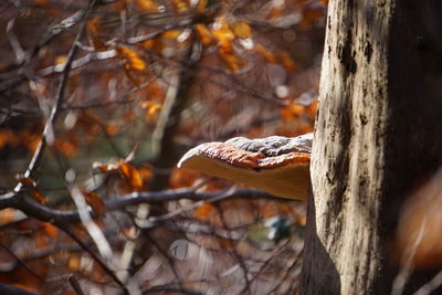 Close-up of tree trunk during autumn