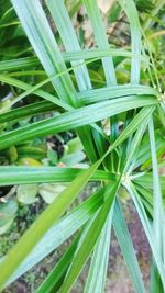 Close-up of lizard on grass