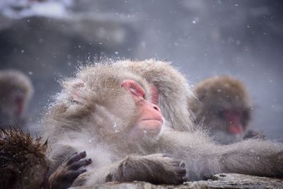 Monkeys in snow