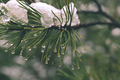 Close-up of raindrops on leaves