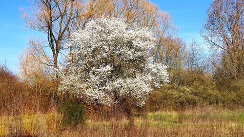 Low angle view of cherry blossom against sky