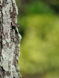 Close-up of insect on tree trunk