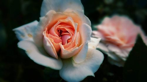 Close-up of rose flower