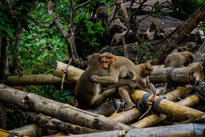 Monkeys on branches