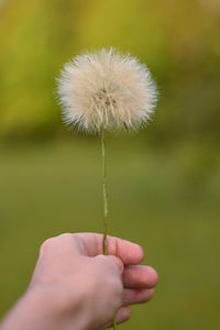 Close-up of hand holding dandelion flower