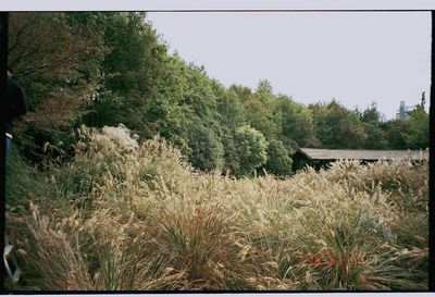 Plants and trees in park