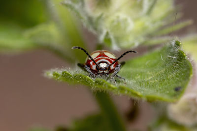 Close-up of spider