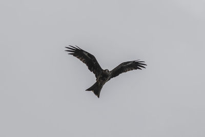 Low angle view of eagle flying in sky