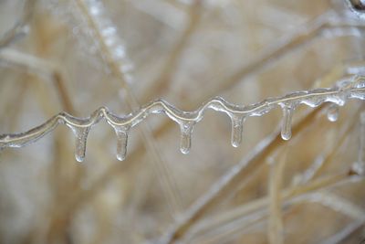 Close-up of water drops on plant