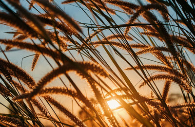 Glass in warm light of sunset