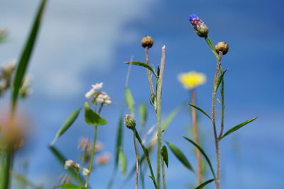 Close-up of flowering plant