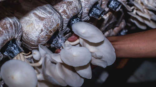 Close-up of hand holding mushrooms