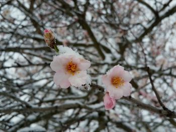 Low angle view of apple blossoms in spring