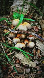 Close-up of mushrooms