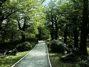 Road amidst trees in forest