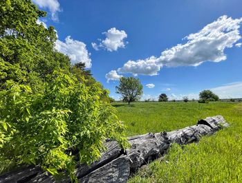 Scenic view of field against sky