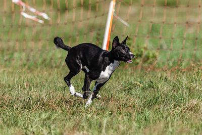 Dogs running on grassy field