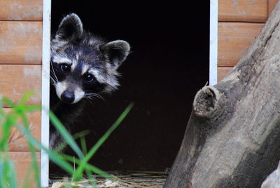 Close-up portrait of cat