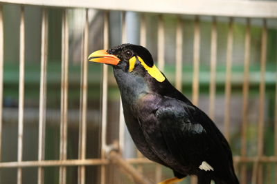 Close-up of bird perching on railing