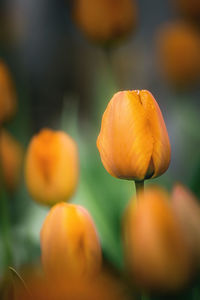 Close-up of orange flowering plant