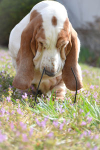 pet