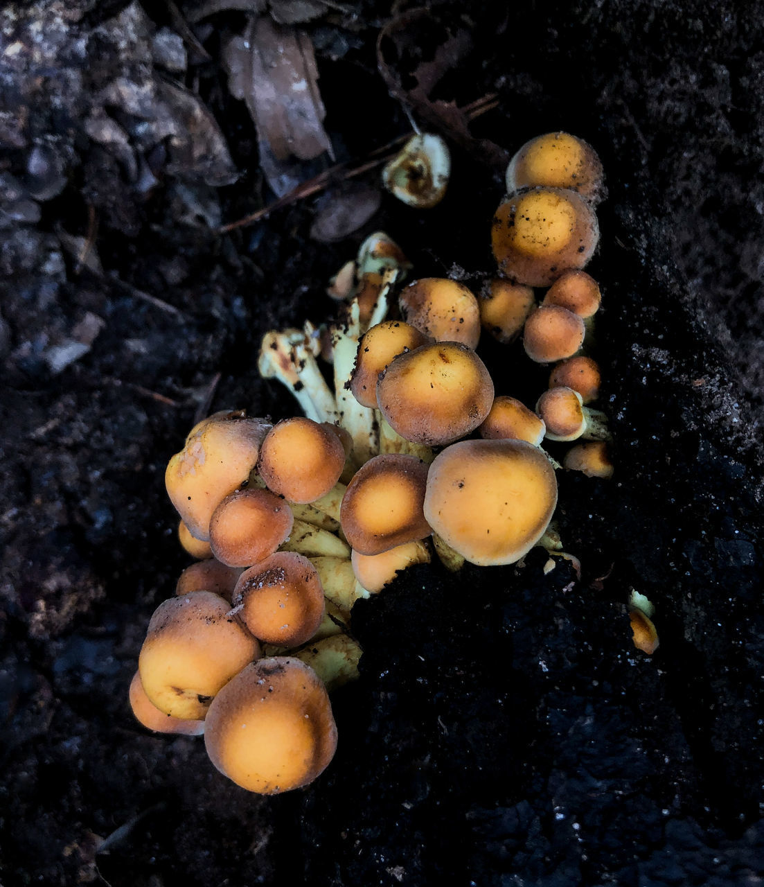 HIGH ANGLE VIEW OF MUSHROOMS GROWING ON LAND