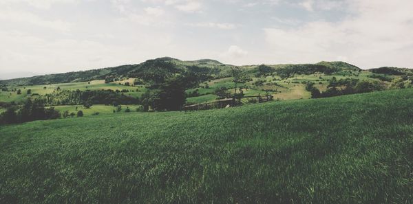 Scenic view of wheat field against sky