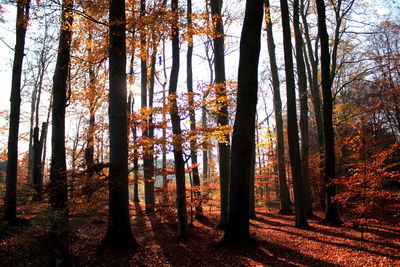 Trees in forest during autumn