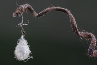 Close-up of dead plant