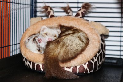 Ferrets chilling