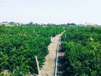 Scenic view of field against clear sky