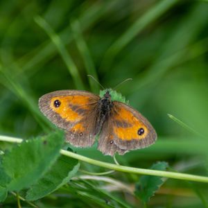 Close-up of butterfly on leaf