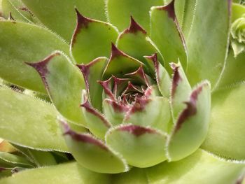 Close-up of succulent plant