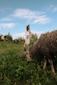 View of a sheep on field