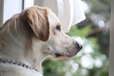 Close-up of a dog looking away