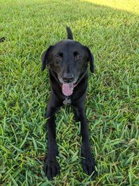 Portrait of dog on field