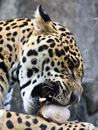 Close-up of a cat
