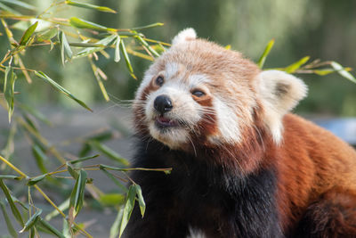 red panda