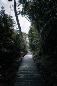 Empty road amidst trees in forest