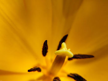 Close-up of yellow flowering plant