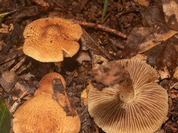 mushroom